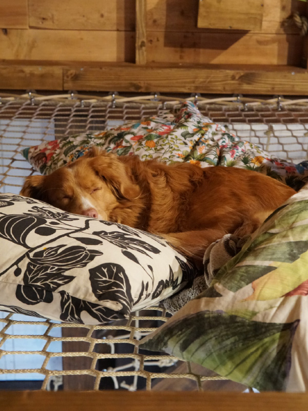 Chien se reposant sur un filet d'habitation horizontal maille tressée beige 45 mm