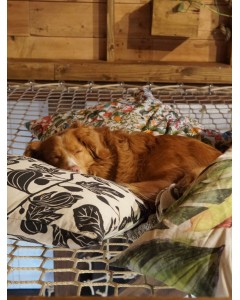 Hund macht ein Nickerchen auf einem LOFTNETS-Netz aus 45 mm Maschenweite in Beige