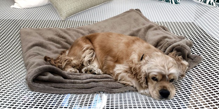Cocker Spaniel auf einem Netz aus 15 mm Maschen liegend LOFTNETS